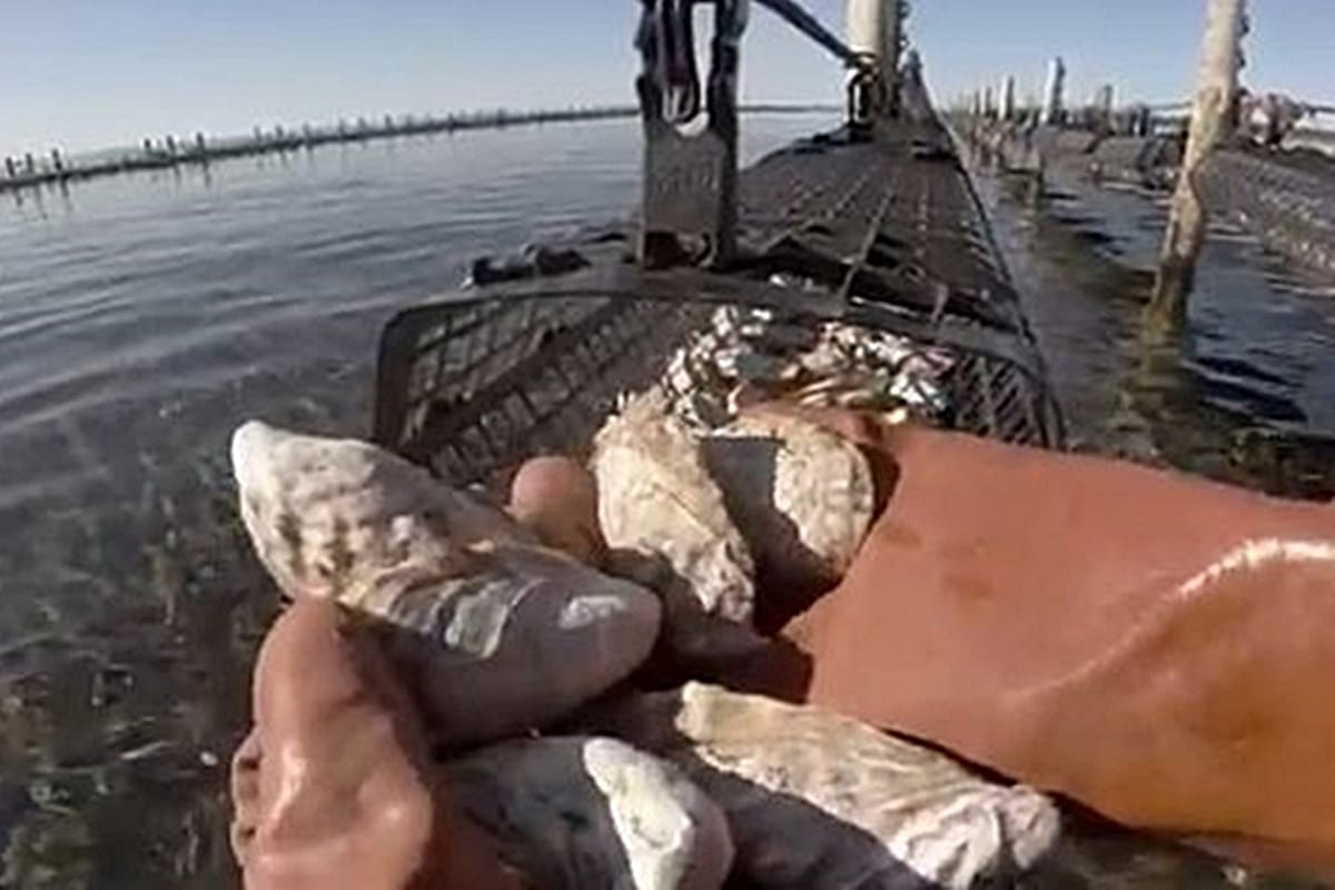 The History of Oyster Farming