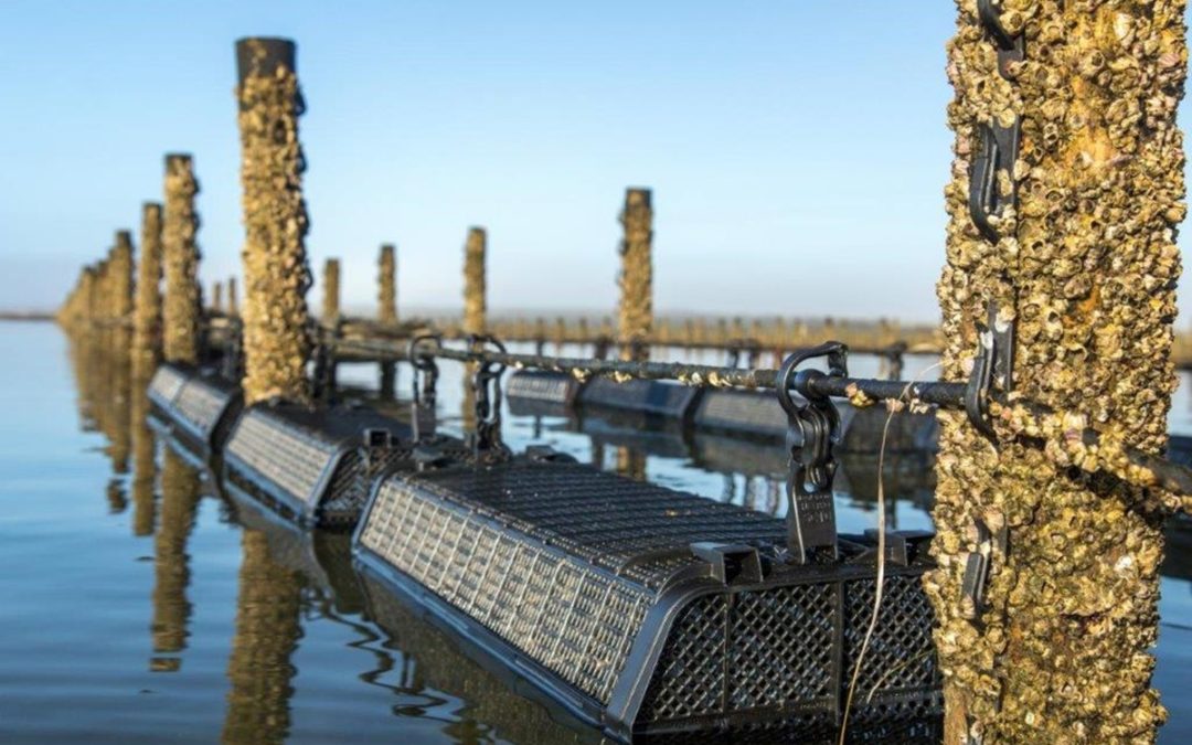 Bumper Crop: Techniques to Maximize Your Oyster Farming Yield