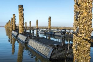 Impact of Water Quality on Oyster Seed Survival in Oyster Farming