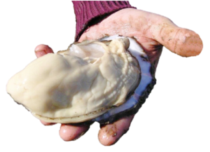 Current Trends in Farming Oysters