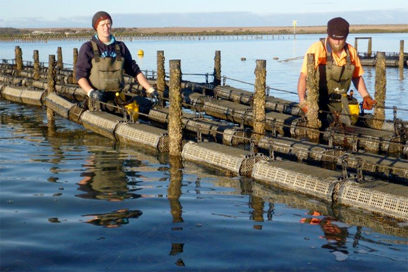 Current Trends in Farming Oysters
