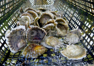 Oyster, Sea Urchin