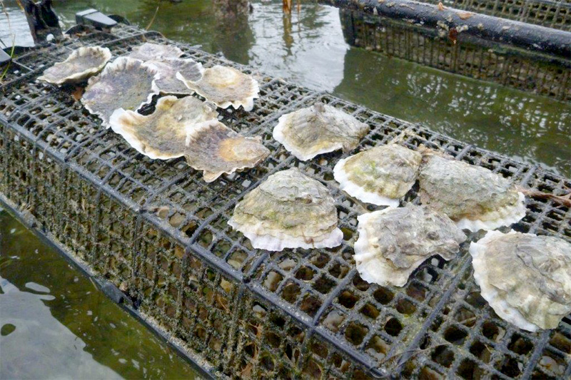 What is Adjustable Long Line Shell Fish Farming