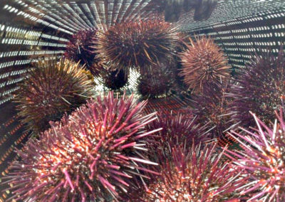 Oyster, Sea Urchin