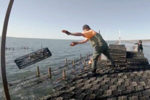 Navigating the Complex Waters Regulations of Oyster Farming in Australia