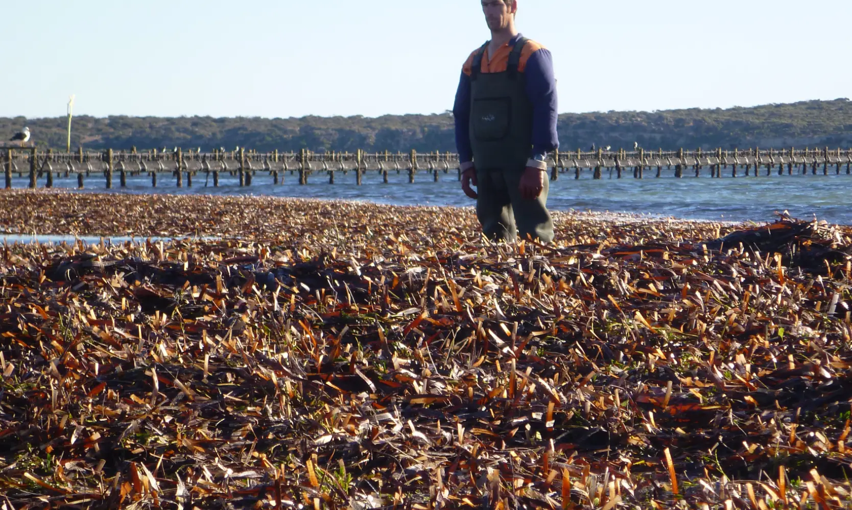 Challenges in Oyster Farming and Solutions