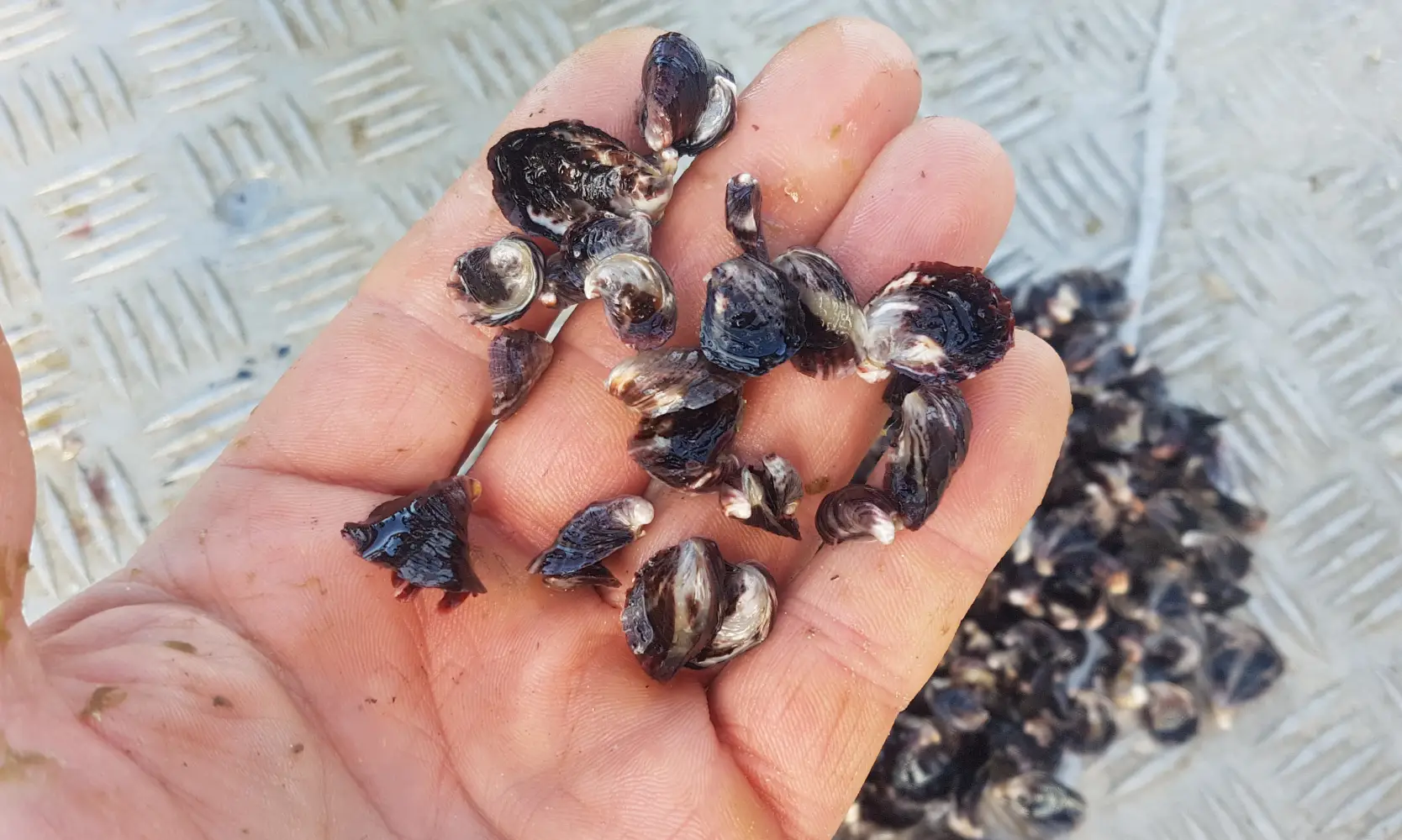 Best Practices for Selecting Oyster Seeds - Hexcyl Systems
