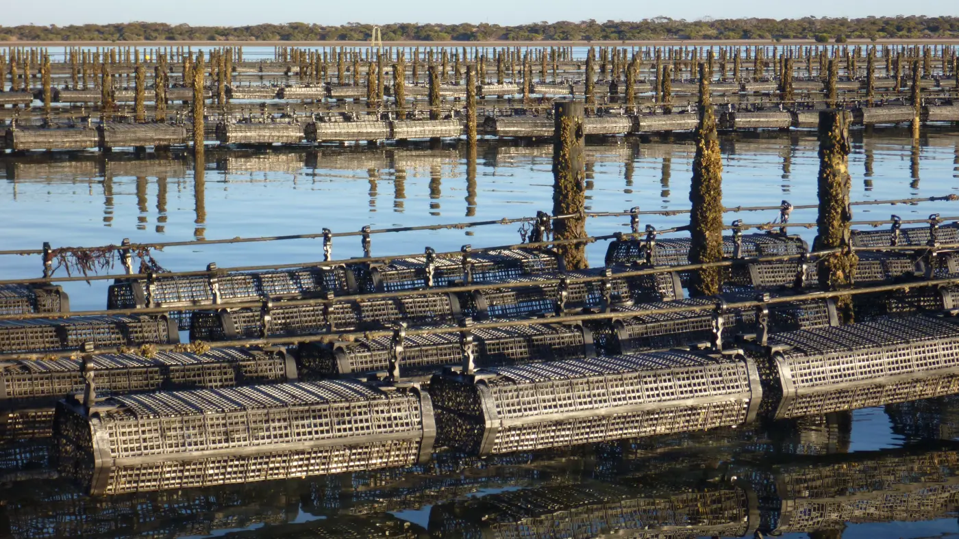 Environmental Impact of Oyster Farming