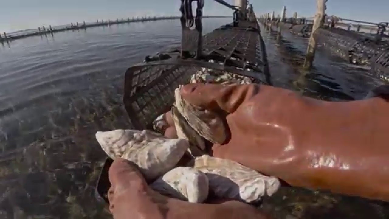 Hexcyl Pro Series - 20mm Shellfish Basket