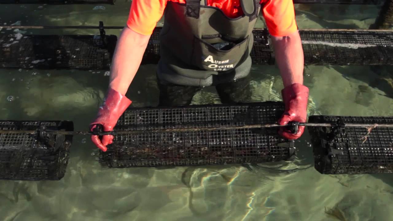 Hexcyl Pro Series Shellfish Basket - Attaching : Detaching from Longline