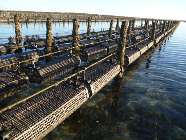 How Profitable is Oyster Farming?