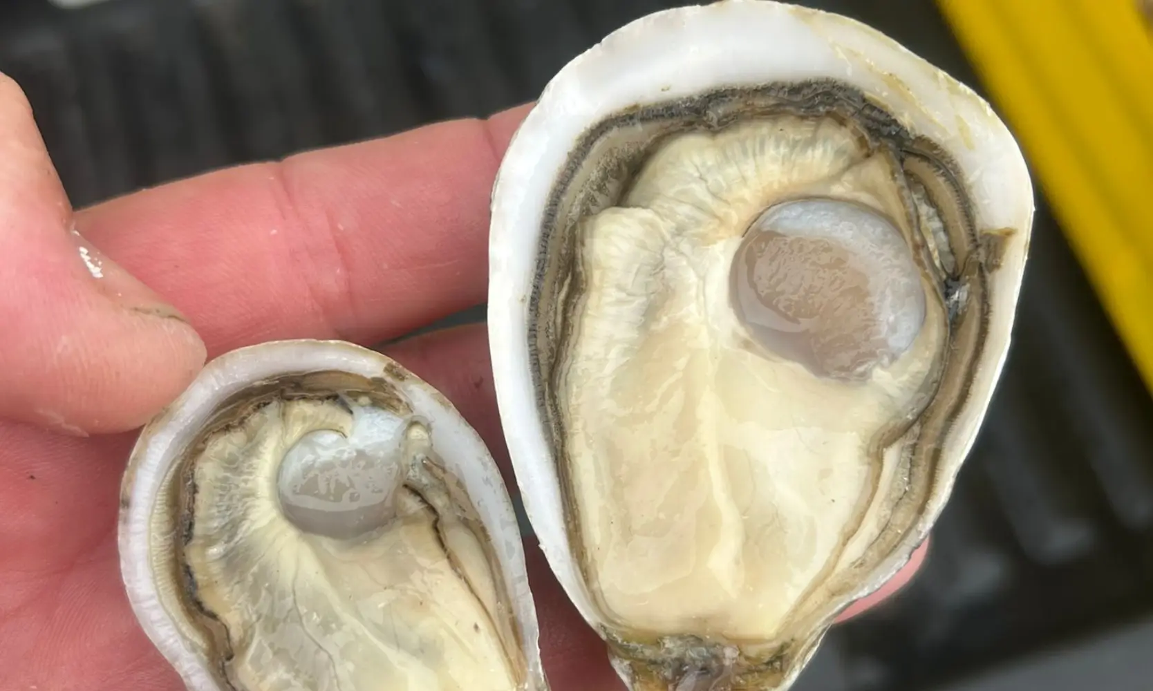 How do you farm oysters -- A guide to oyster farming