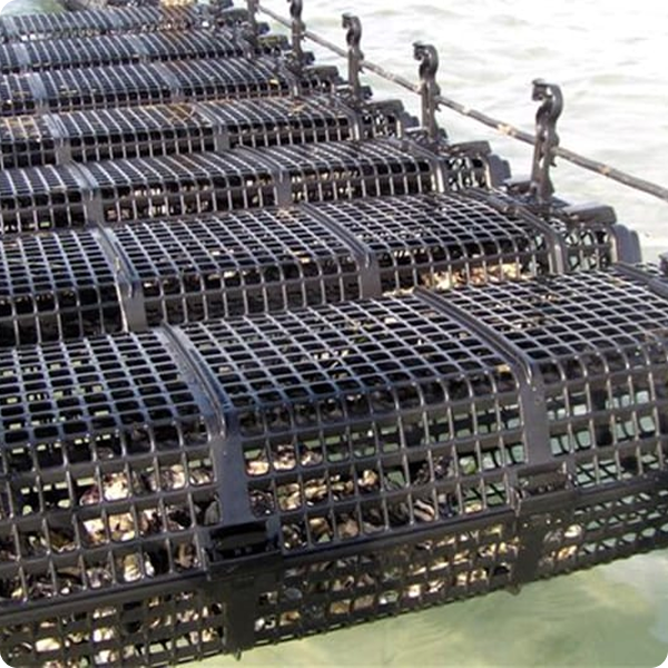 Our Roots in Oyster Farming