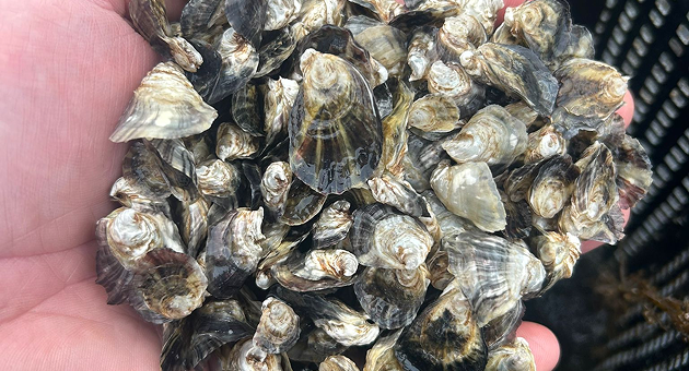 Specialised Shellfish Farms