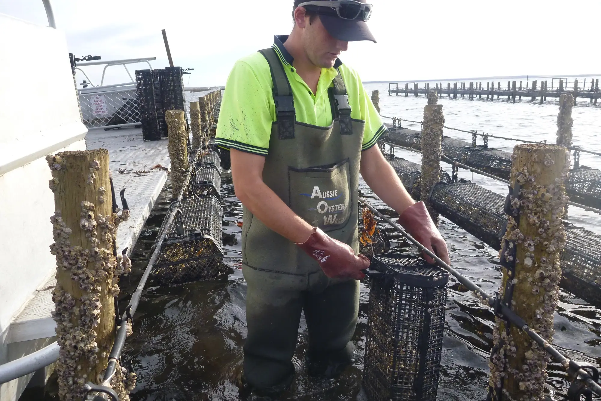 What is Adjustable Long Line Shell Fish Farming?