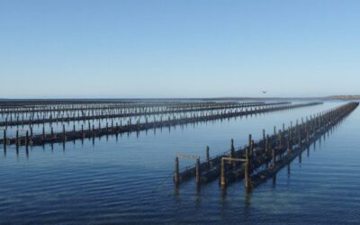 Australian History of Oyster Farming