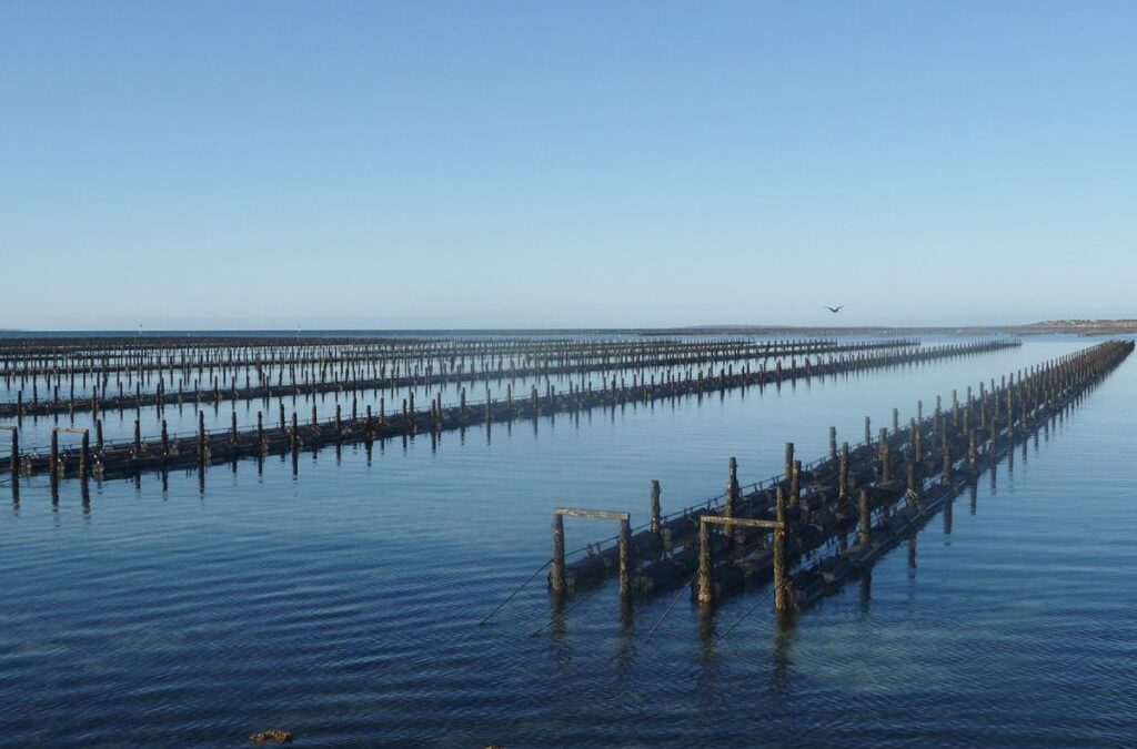 Australian History of Oyster Farming