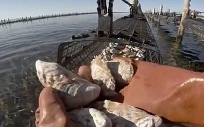 The History of Oyster Farming