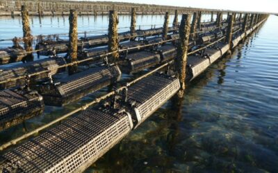 How Profitable is Oyster Farming?